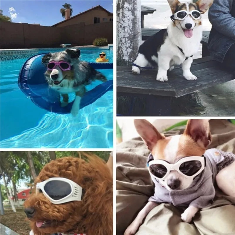 Pet Sunglasses