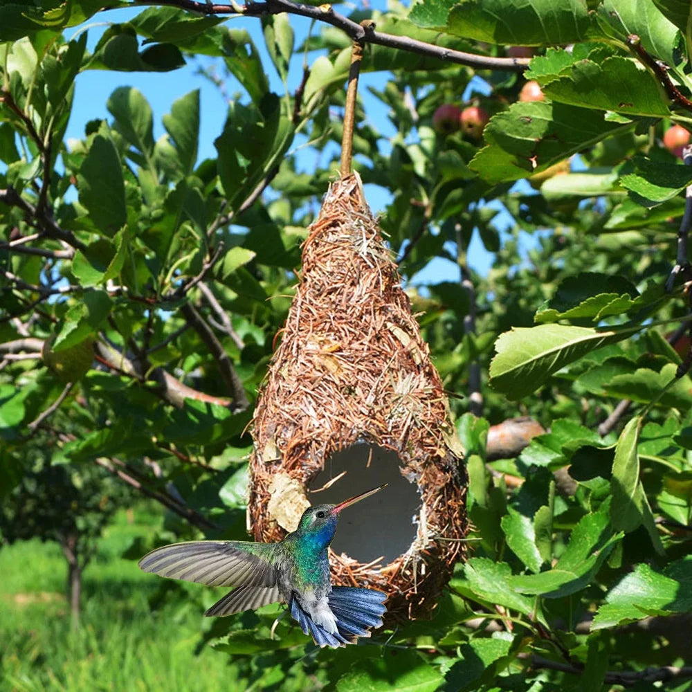 Natural Grass Hummingbird Bird Nest