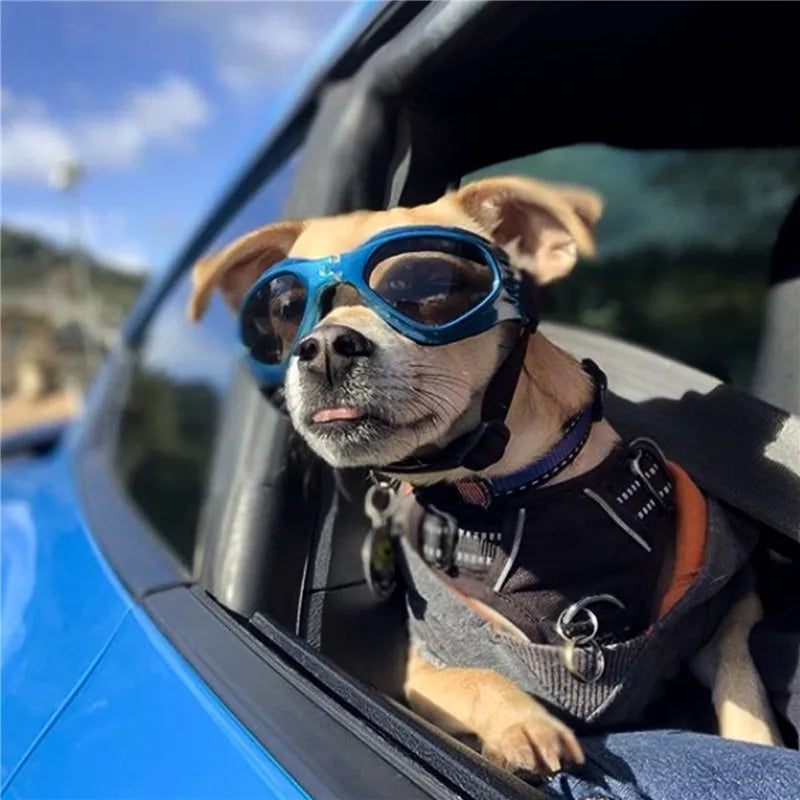 Pet Sunglasses