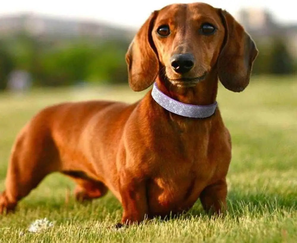 Rhinestone Collar and Leash Set