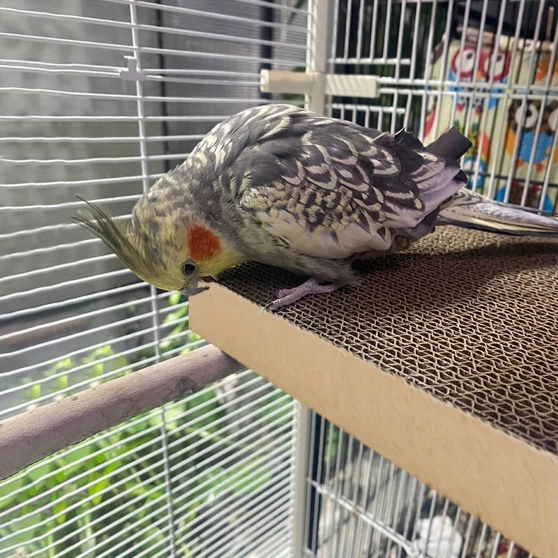 Pet bird paper tearing toy