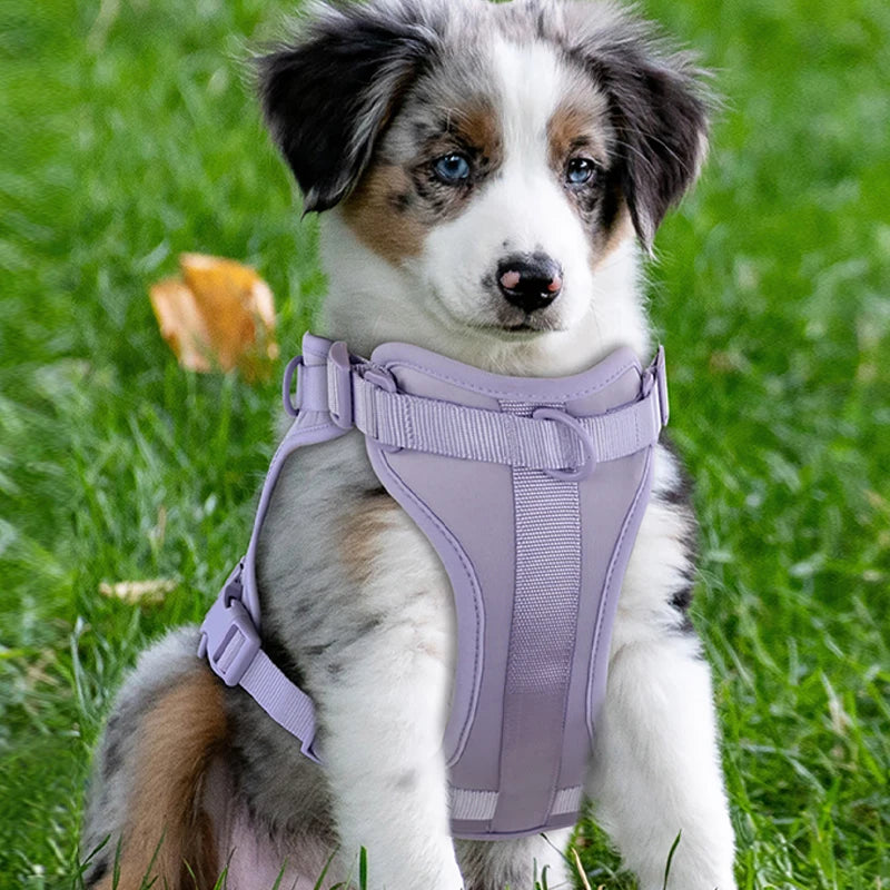 Adjustable Chest Strap Collars, Harnesses & Leashes