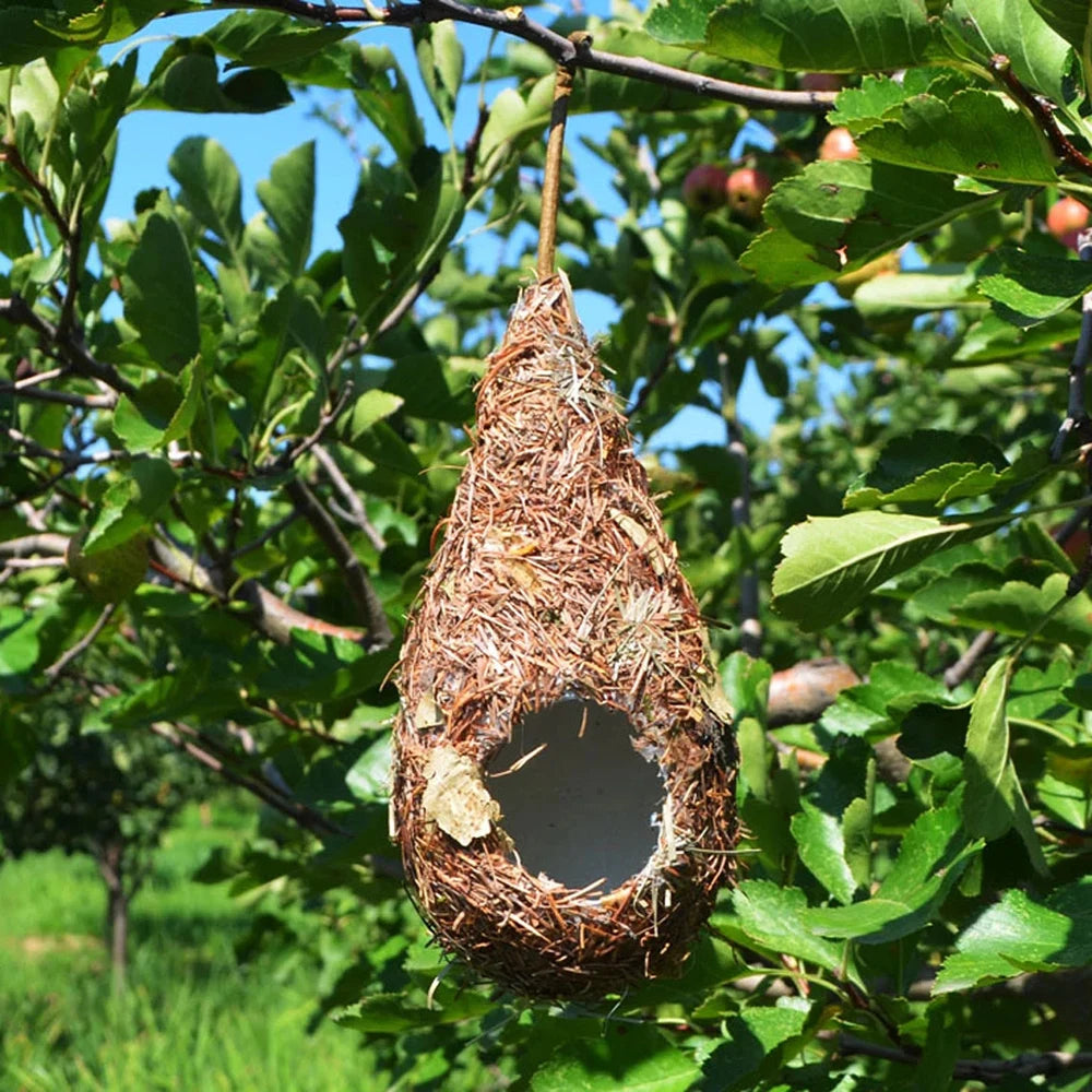 Natural Grass Hummingbird Bird Nest